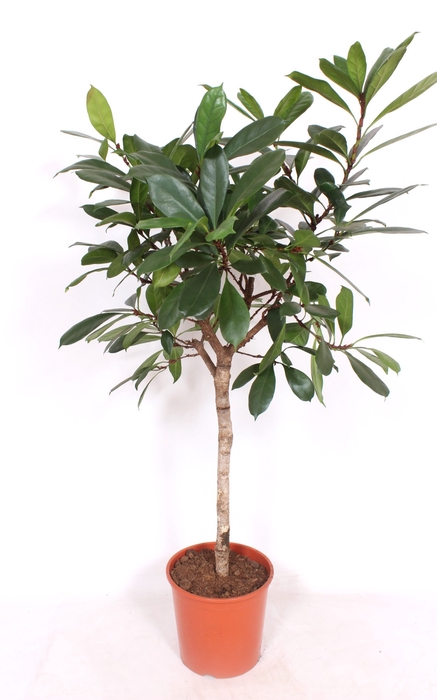 <h4>Ficus Cyathistipula Stam</h4>