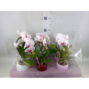 Phalaenopsis   ...white