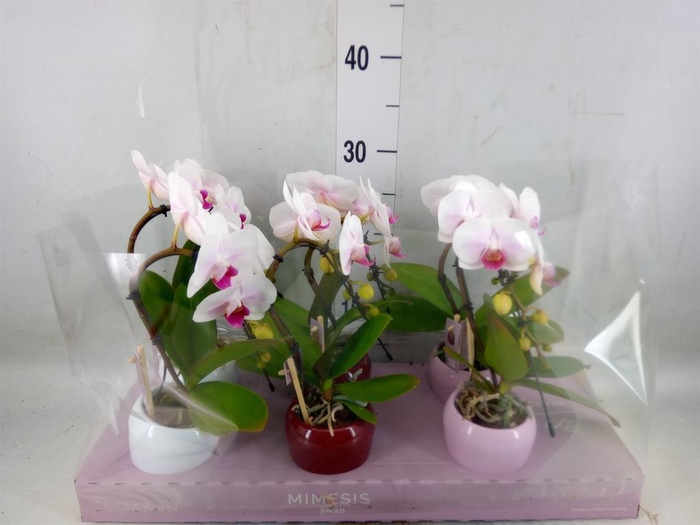 <h4>Phalaenopsis   ...white</h4>