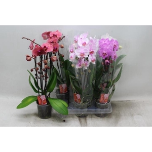 PHAL EL CASCADE
