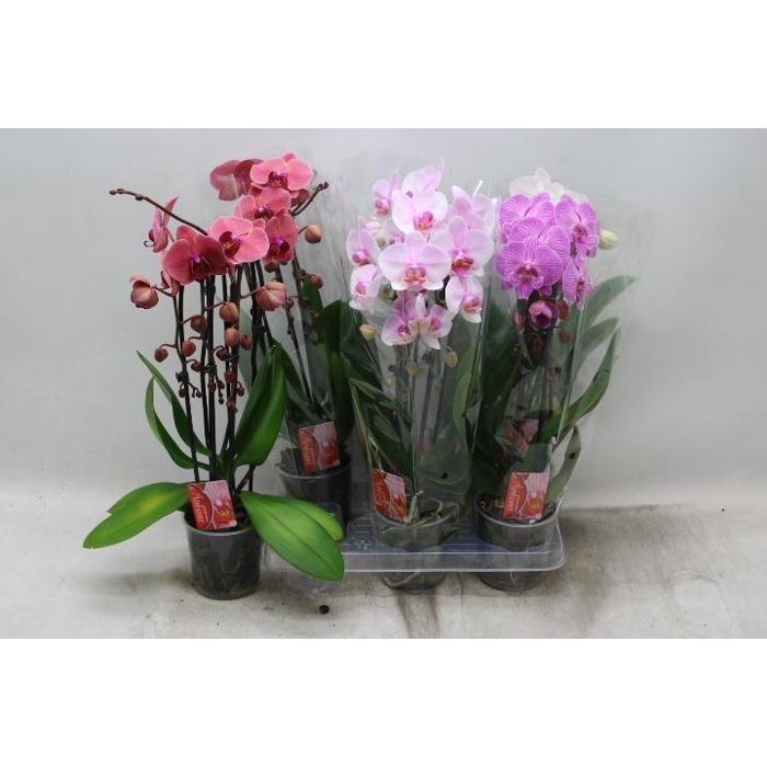 <h4>PHAL EL CASCADE</h4>