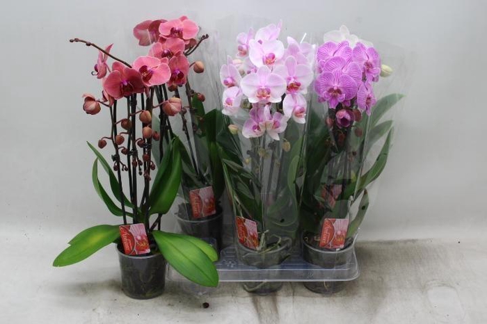 PHAL EL CASCADE