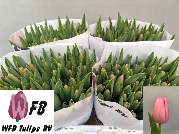 <h4>TU EN TRESOR</h4>