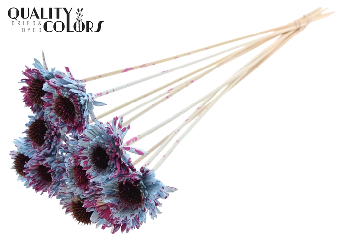 Shola Daisy Sunflower 6cm on stem Splashed Light Blue/Cerise