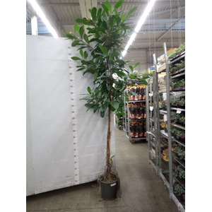 Ficus cyathistipula