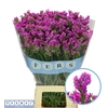Limonium sinuatum 'Sinuet Eternal'