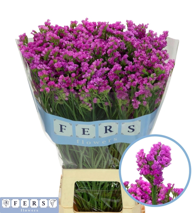 <h4>Limonium sinuatum 'Raspberry Wings'</h4>