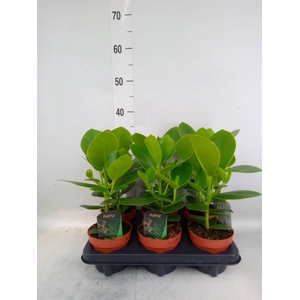 Clusia rosea 'Princess'