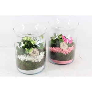 arr2 PL - Glas bose hoog - roze/wit