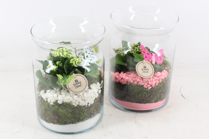 <h4>arr2 PL - Glas bose hoog - roze/wit</h4>