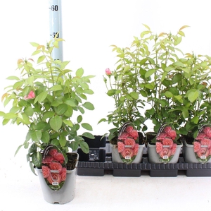 Rosa Lovely Romanza ®