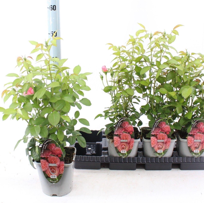 <h4>Rosa Lovely Romanza ®</h4>
