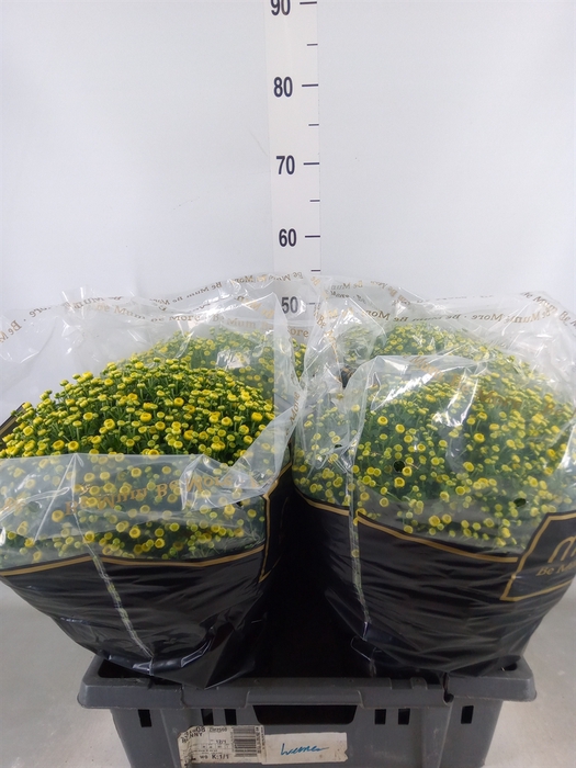 <h4>Chrysanthemum   ..</h4>