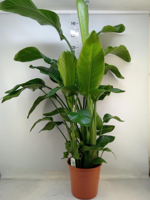 <h4>Strelitzia nicolai</h4>