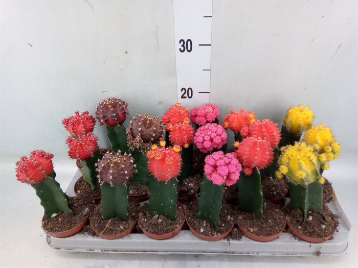 <h4>Gymnocalycium mihanov. 'Brasil'</h4>