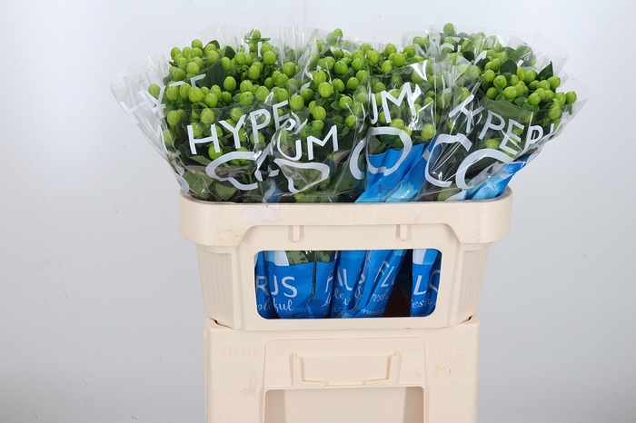 <h4>Hyp Coco Bamboo</h4>