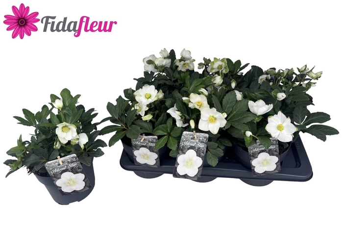 <h4>HELL NI ADVENT STAR</h4>