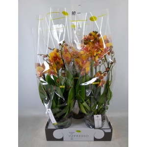 Phalaenopsis   ...orange