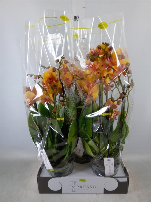<h4>Phalaenopsis ...orange</h4>