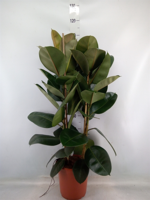 <h4>Ficus elastica 'Robusta'</h4>