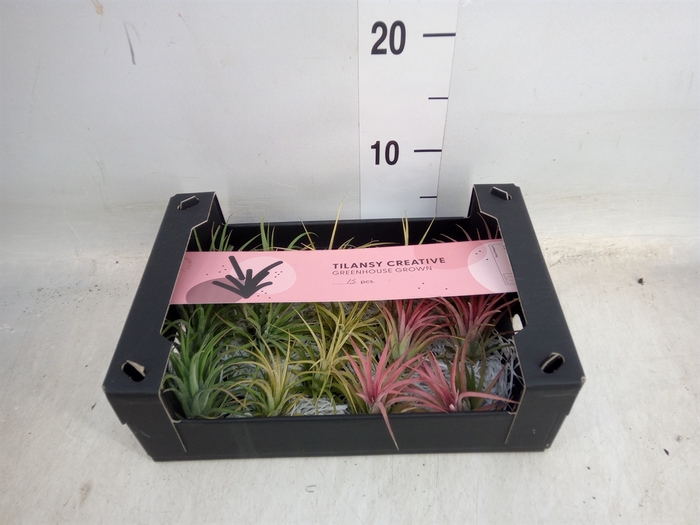 <h4>Tillandsia ionantha</h4>