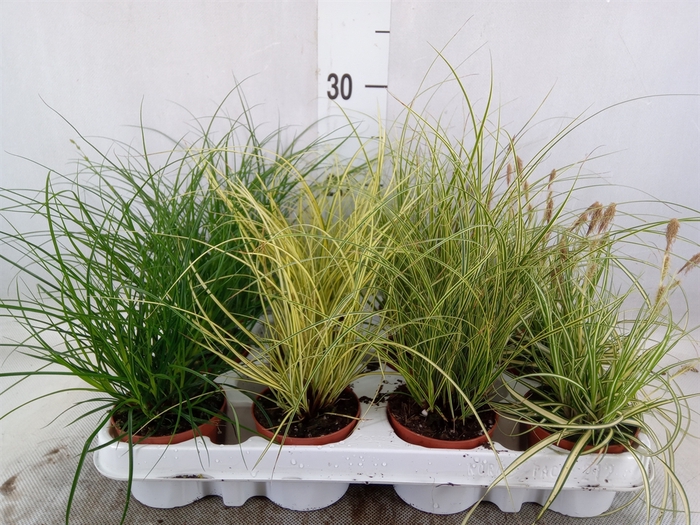 <h4>Carex brunnea 'Jubilo'</h4>