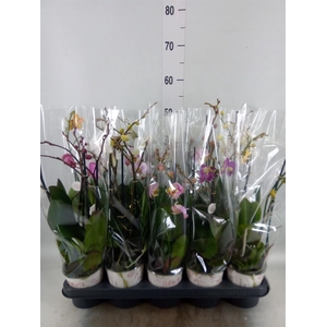 Phalaenopsis   ...mix