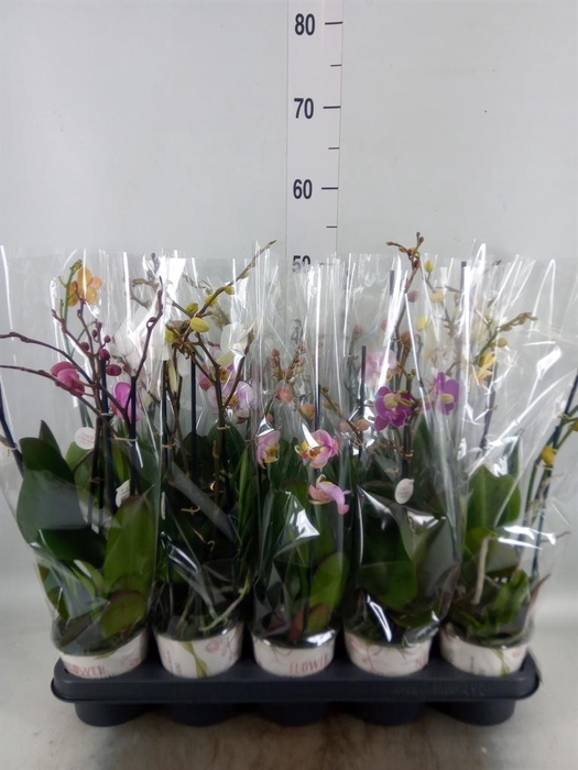 <h4>Phalaenopsis   ...mix</h4>