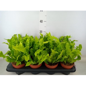 Asplenium nidus 'Crispy Wave'