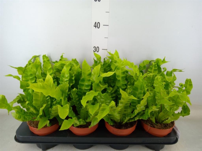 <h4>Asplenium nidus 'Crispy Wave'</h4>