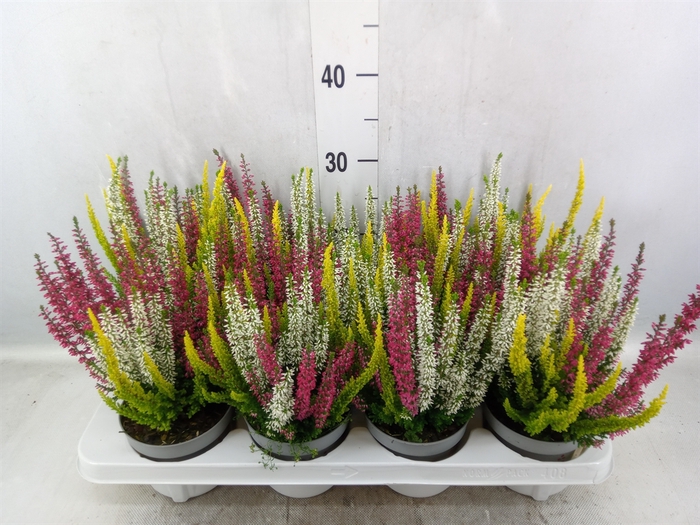 <h4>Calluna vulg. 'Beauty L'  ..mix 3/p</h4>