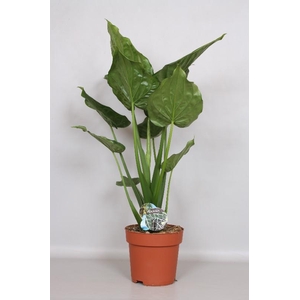 Alocasia Cucullata