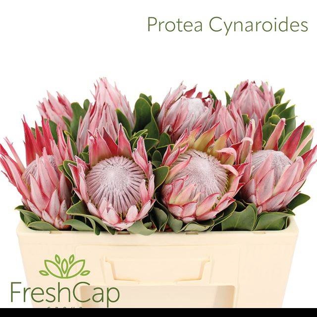 <h4>PROTEA CYNAROIDES</h4>