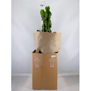Euphorbia ingens