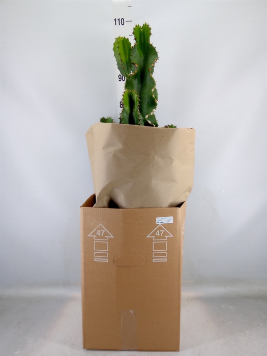 <h4>Euphorbia ingens</h4>