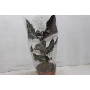 ALOCASIA POLLY P17
