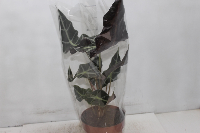 <h4>ALOCASIA POLLY P17</h4>