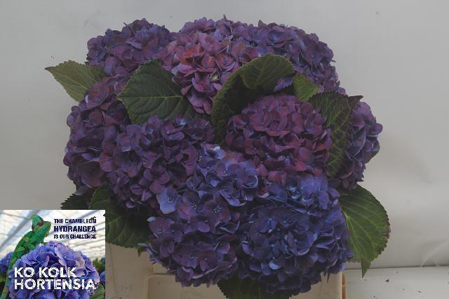 <h4>HYDR M MIDNIG SKY CL</h4>