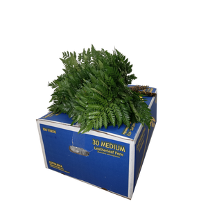 LEDERVAREN MEDIUM RIO VERDE