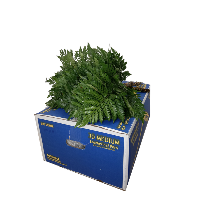 <h4>LEDERVAREN MEDIUM RIO VERDE</h4>