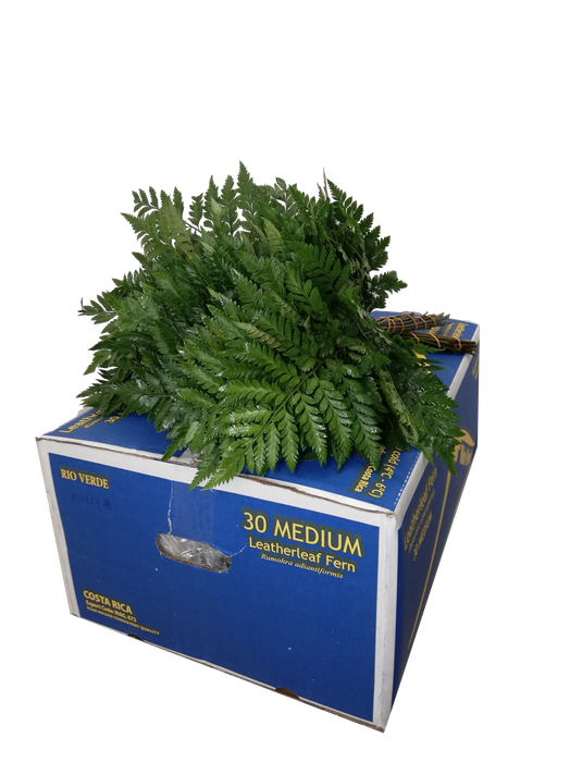 <h4>LEDERVAREN MEDIUM RIO VERDE</h4>