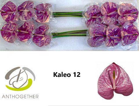 <h4>Anth A Kaleo</h4>
