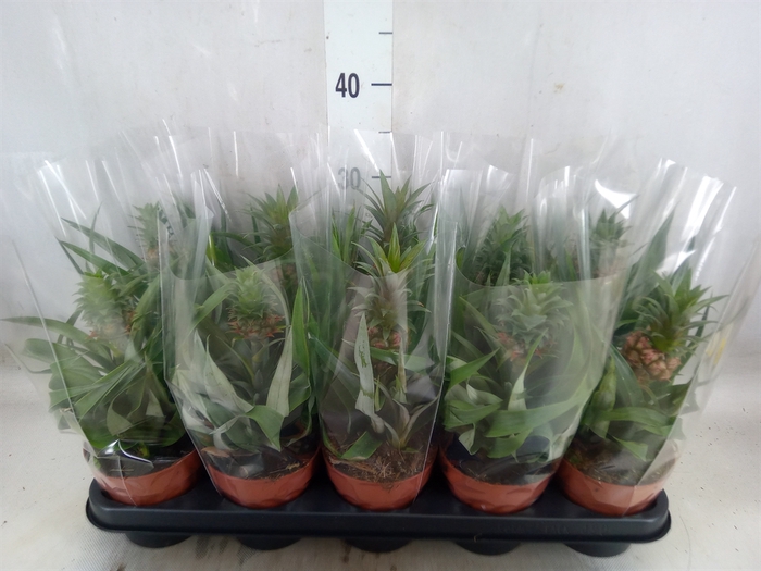 <h4>Ananas   ...mix</h4>