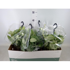 Scindapsus pictus 'Silvery Ann'