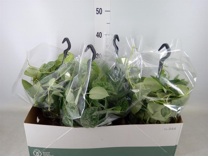 <h4>Scindapsus pictus 'Silvery Ann'</h4>