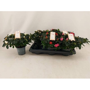 RHODO VOGEL MIX P13
