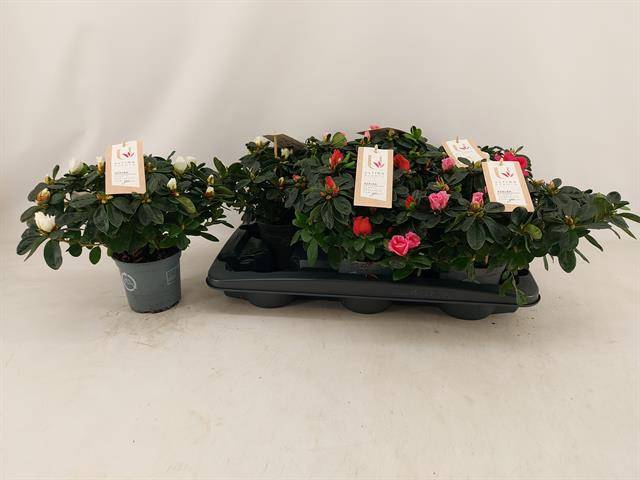 <h4>RHODO VOGEL MIX P13</h4>
