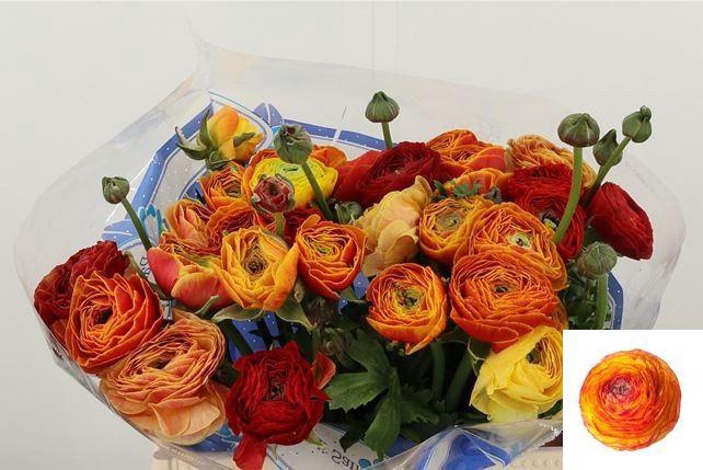 <h4>RAN SU LAMBADA</h4>