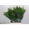 Asparagus Umbellatus