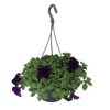 Hangpotten 23 cm Petunia Cobalt Blue